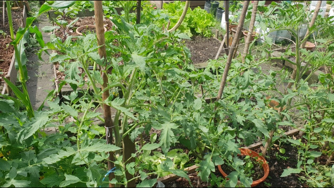 Tips menanam dan penjagaan pokok tomato dalam polibag ...