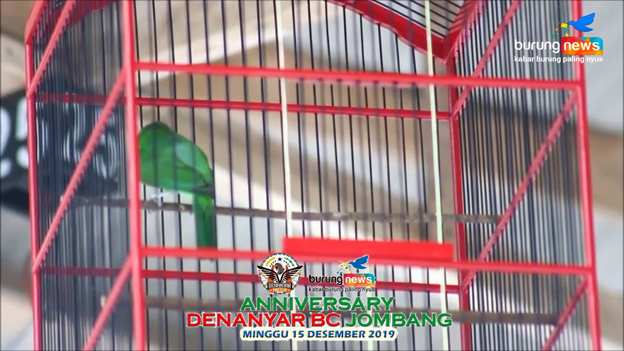 Cucak Hijau Predator Full Jamtrok Suara Roll Tembak Youtube