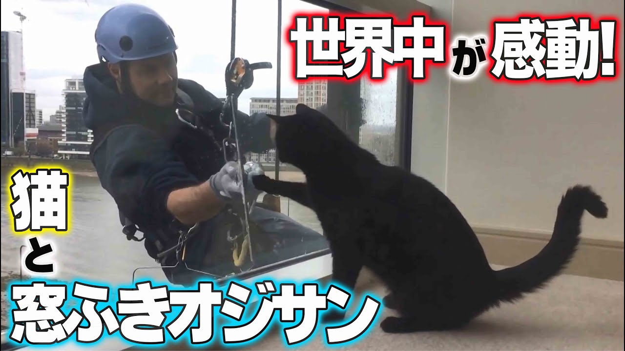 29 million views! The world was impressed! The story of a cat and