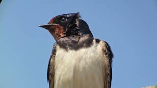swallow singing