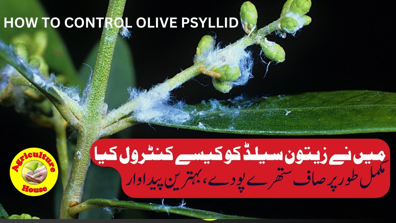 How to Control Olive psyllid/ Powerful Treatment for Controling Olive Psyllid