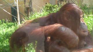 オランウータン　レンボーと赤ちゃん　はじめてのお外（20100531）