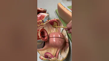 Female Reproductive Anatomy Model