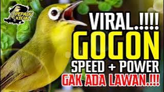 Kecial Kuning Viral GOGON‼️Speed   Power GAK ADA LAWAN‼️| PEPADU KECIAL