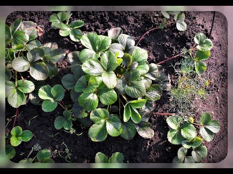 Клубника. Кусты - красавцы, а ягод нет. В чем причина ??