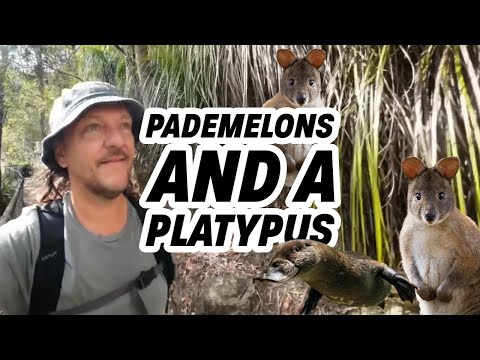 Pademelons and a Platypus