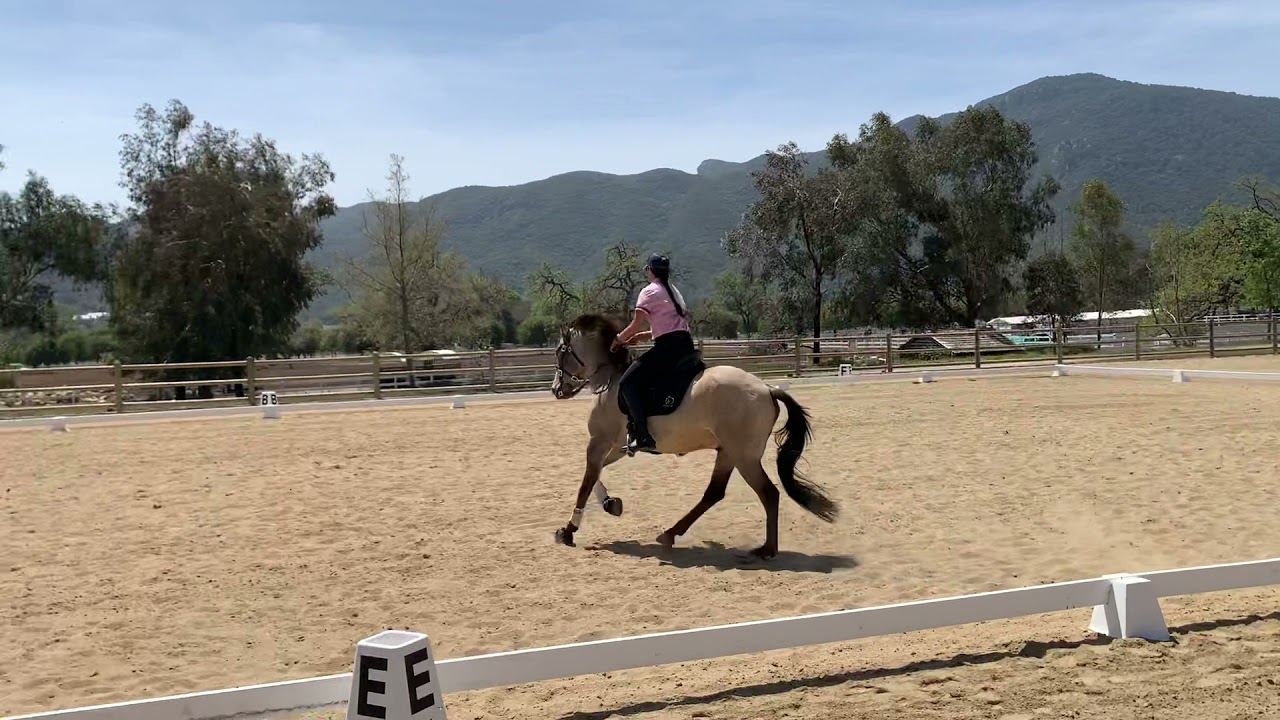 Jill Barron & Cossaco (Lusitano) Schooling Masters Working Equitation (L7) Dressage