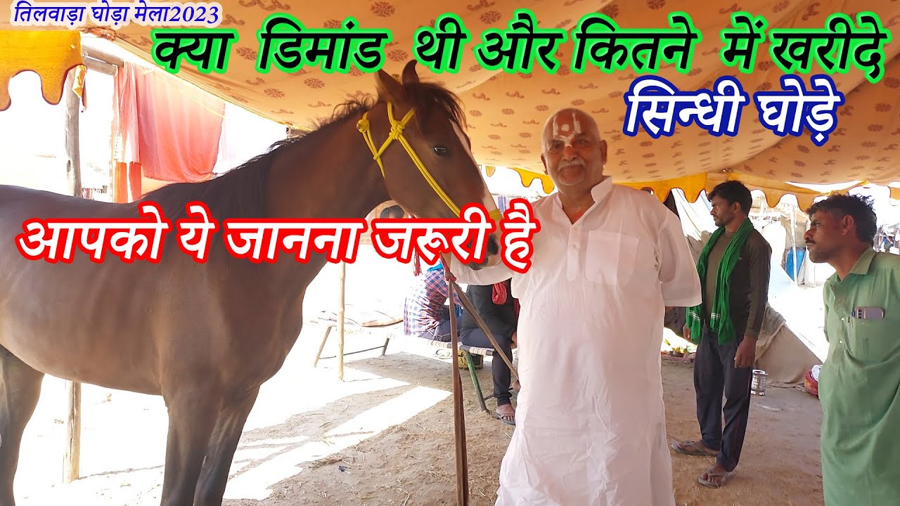 सिन्धी घोड़े खरीदने से पहले ये विडियो जरूर देंखे   Balotra Tilwada Horse Pashu Mela Fair Market 2023