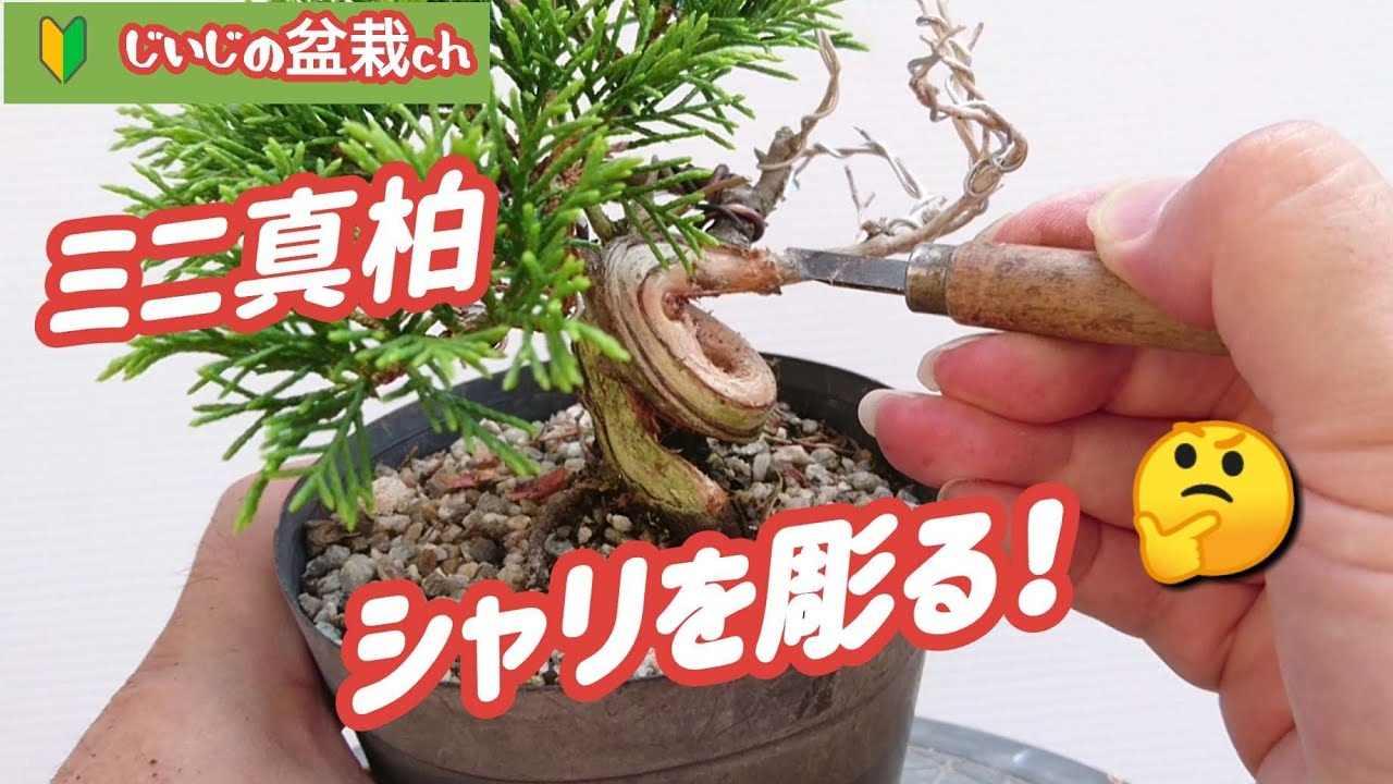 真柏のシャリ入れ _ 真柏 作り方 , 【真柏】板幹の作り方。川崎流舎利入れ【盆栽Q】 – WJSCE