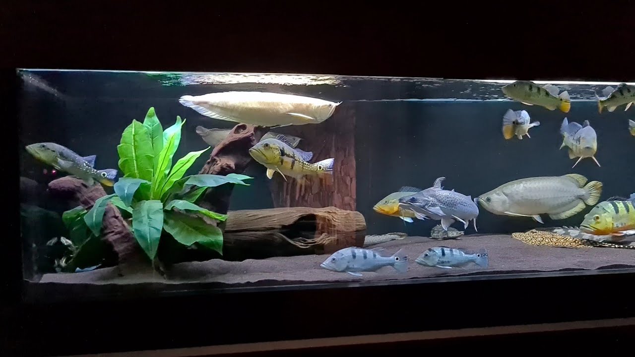 Esse aquário me deixou hipnotizado