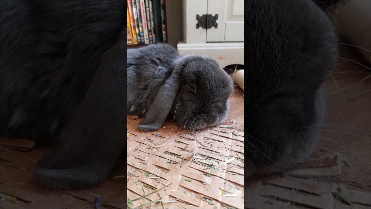 my special boy 💙 #rabbit #cutebunny #bunnylove