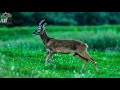 Roe Deer Encounters (Calderdale)