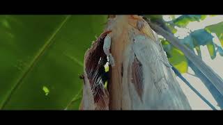 Cinematic Video Jaypee Micabalo