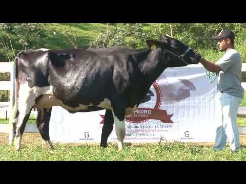 LOTE 39 -  2324   ALIANÇA GENÉTICA