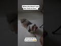 Drama starts when food’s late 😅🍲 . . #bella #bellareels #foody #drama #shihtzu