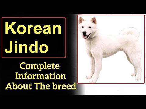 Video: Koreano Jindo Dog Breed Hypoallergenic, Kalusugan At Life Span
