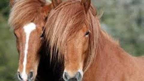 SaiCoPvP Wither realm. Raiding Horsies