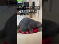 エビの蹴りぐるみで昂る猫w#ブリティッシュショートヘア #こねこのいる暮らし #britishshorthair #かわいい猫 #shorts#プロレス猫