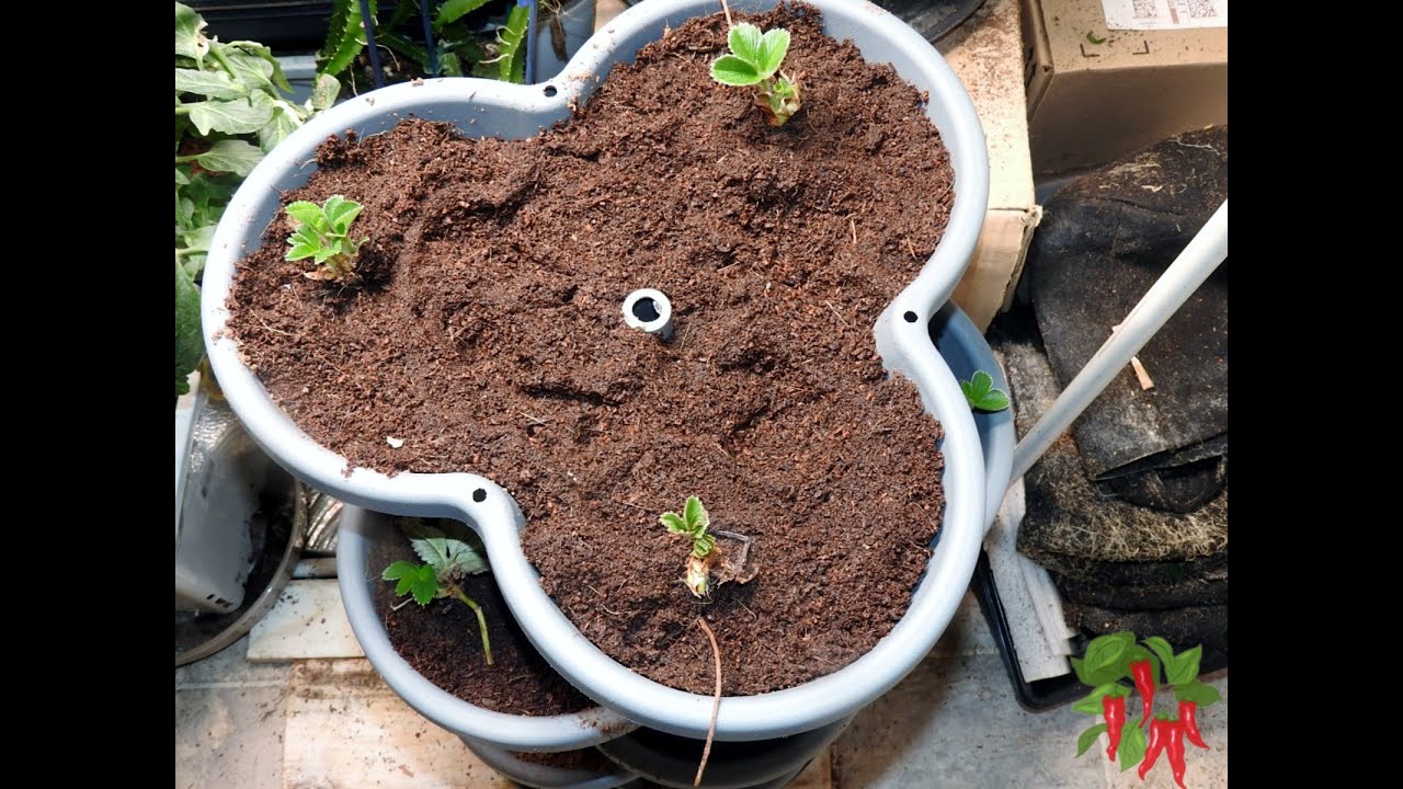 How To Grow Seascape Strawberries Using Coco Coir in a Stackable
