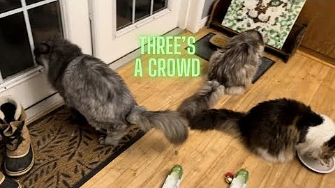 Watch the video about Breakfast With The Fluffy Gang #mainecoon #polydactylcat #catlovers #catvlogs