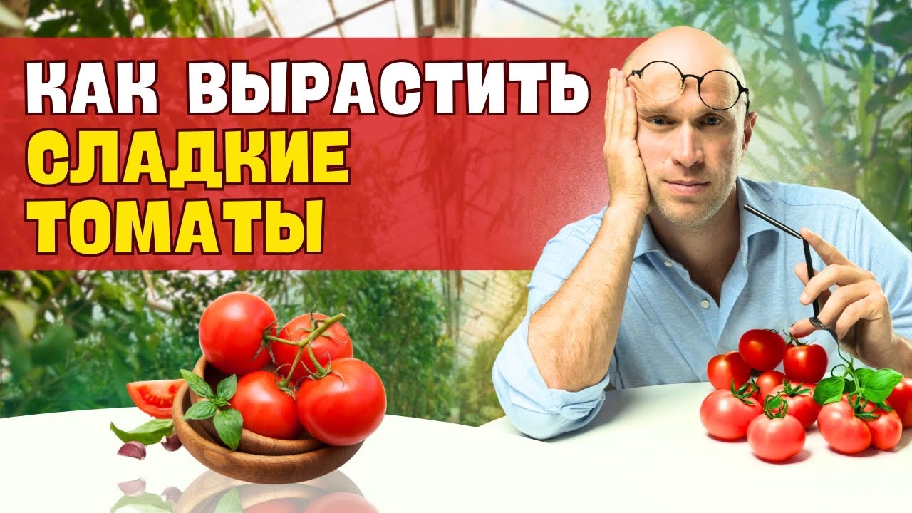 Секреты сладких томатов: подкормка золой и правильный уход для богатого урожая