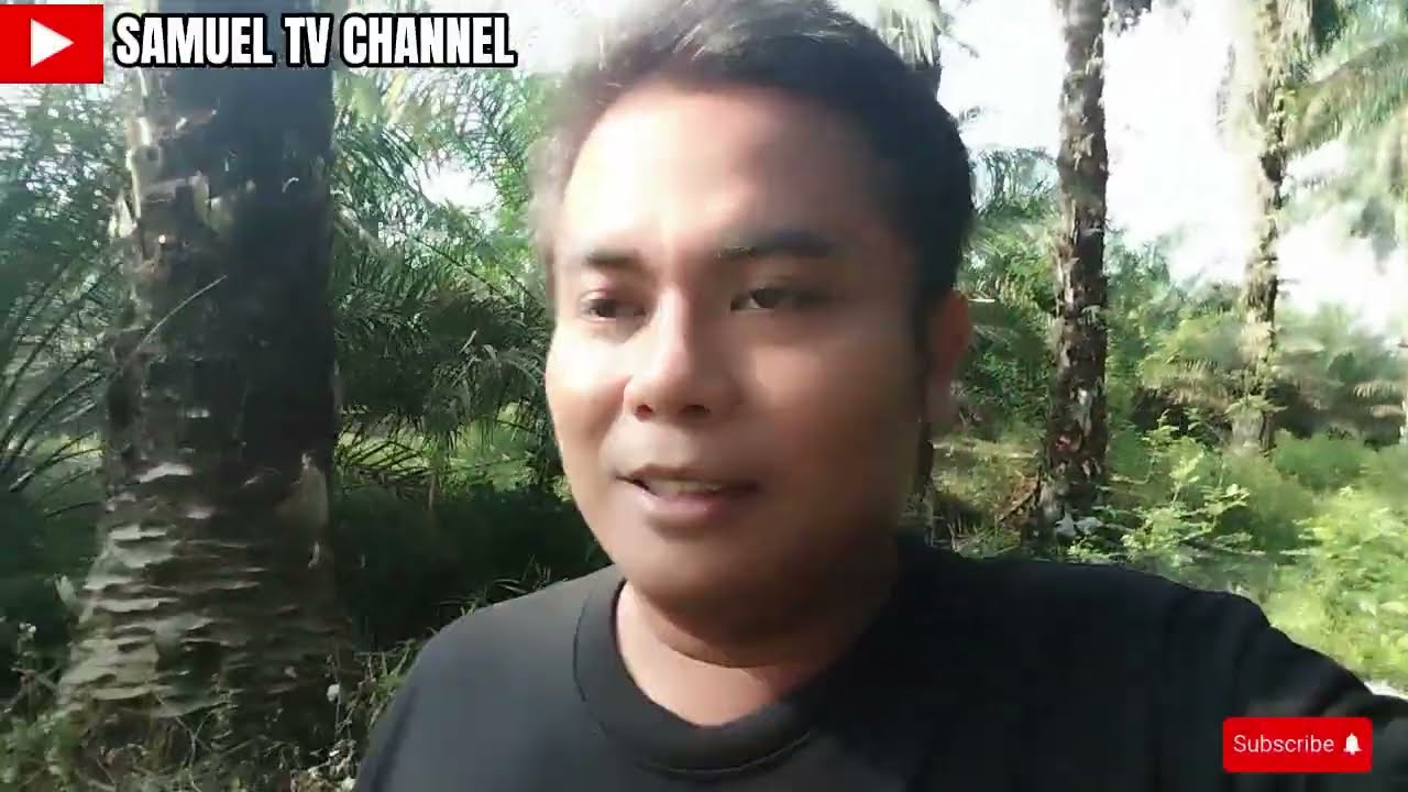 Manen buah kelapa sawit ‼️‼️‼️‼️