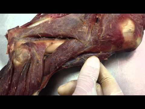 Video: Ramenné Svaly: Anatómia, Funkcia A ďalšie