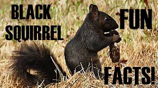 Black Squirrels A Few Fun Facts, Footage And Photos Squirrels Sciurus Carolinensis