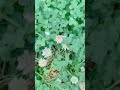 この中からもしも四葉のクローバーを見つけられたらきっと幸運が訪れるでしょう。 #shorts