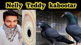 Royal Teddy | Nelly Teddy kabootar K  Pair latest update 17, 2022 | Pakistan Teddy Pigeon