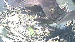 MNSA Osprey-Cam: Fresh Bluefish 6/8/2010