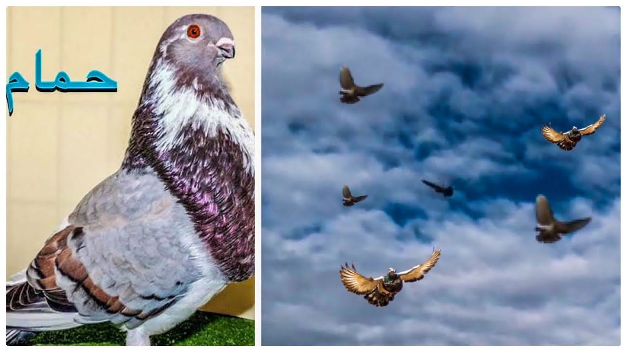 توليعة حمام الكناريوس buchon canarios