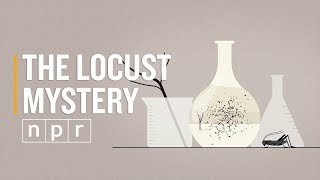 Locusts: Their Destructive Capacity, Our Sense of Self | NPR | Invisibilia