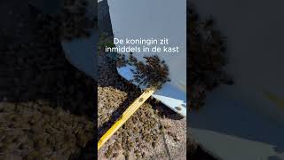 Bijenzwerm vangen #bijen %bijenzwerm %honingbij %natuur #beekeeper #imker #bee