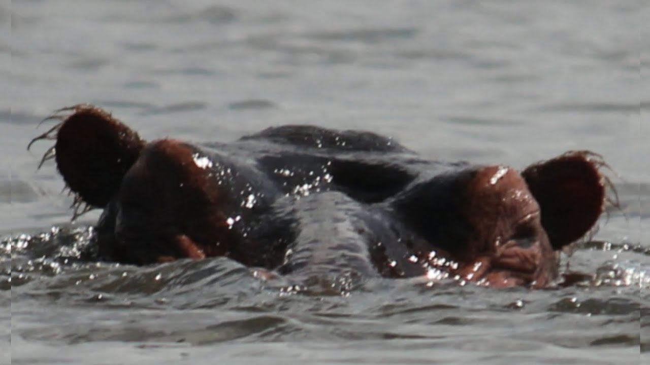 Wild Hippopotamus| Hawassa Lake| Ethiopia, Africa   
