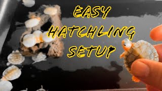 TURTLE HATCHLING SETUP!!! EASY