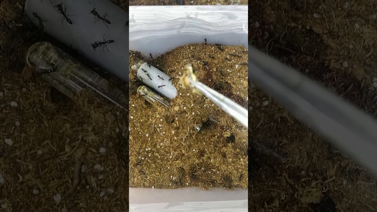 Trapjaw ants feeding YouTube