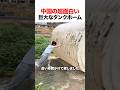 中国の超面白い巨大なタンクホーム