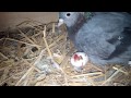 How To help pigeons hatching baby to come out from the egg by Raja