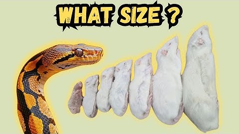 What Size Rodent Should You Feed Your Snake | Complete Feeding Guide
