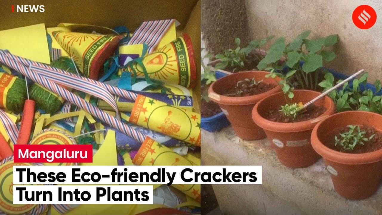 Ecofriendly crackers which turn into plants being made in Karnataka