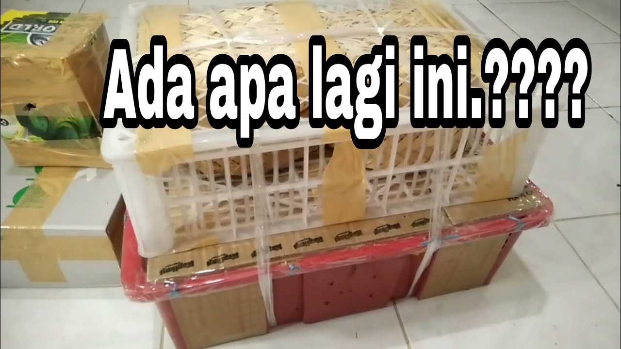 ADA APA LAGI HARI INI.??? - YouTube