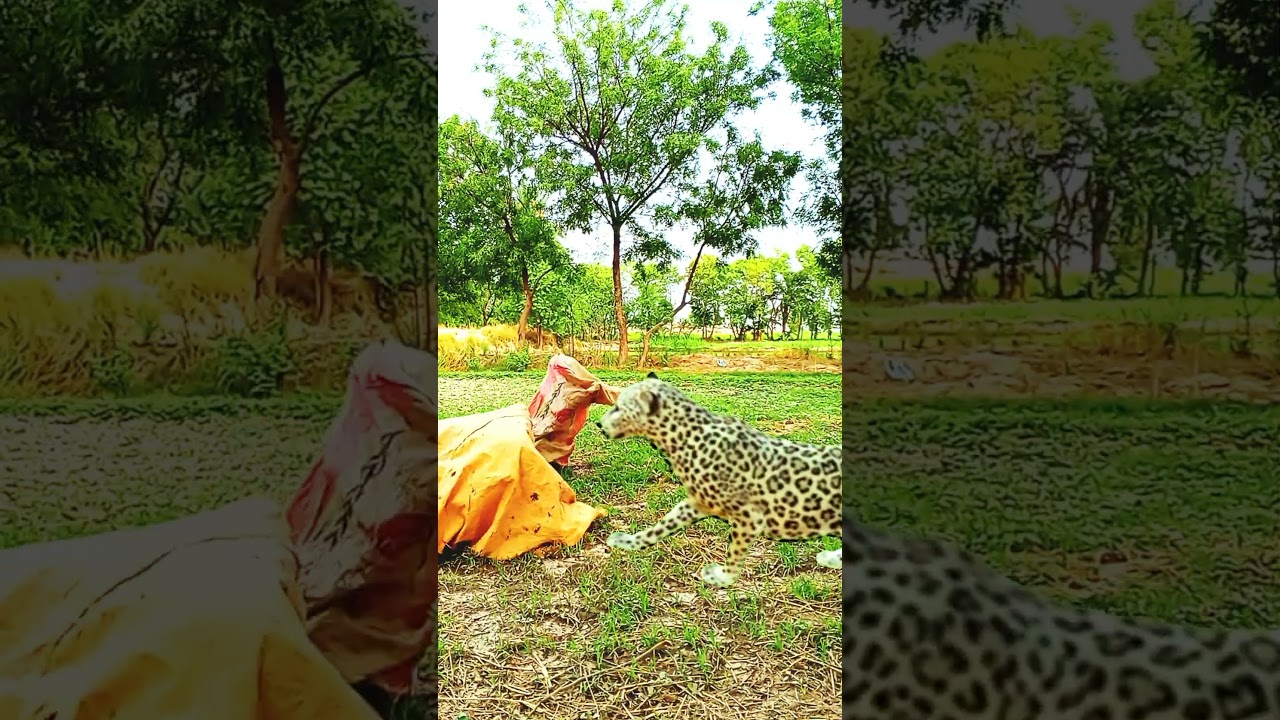 Leopard 🐆 Attacks oh oh  Big Fight 