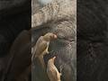 Buffalo Trapped in Pain 🐦🦬  #wildlife #shorts #mammals #animals #birds