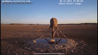 NamibiaCam: Giraffe having a drink at golden hour - 6 November 2021