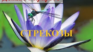 Детям о насекомых ❦ Сообщение о насекомом СТРЕКОЗА