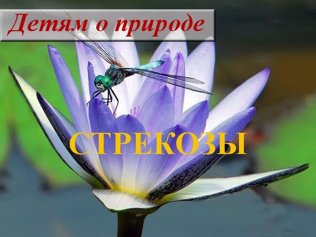 Сочинить сказку о насекомом для класса