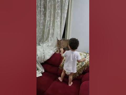 caracal eat قط الوشق - YouTube