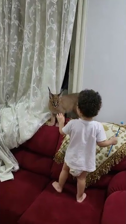 caracal eat قط الوشق