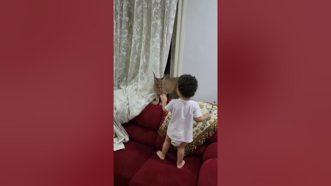 caracal eat قط الوشق - YouTube